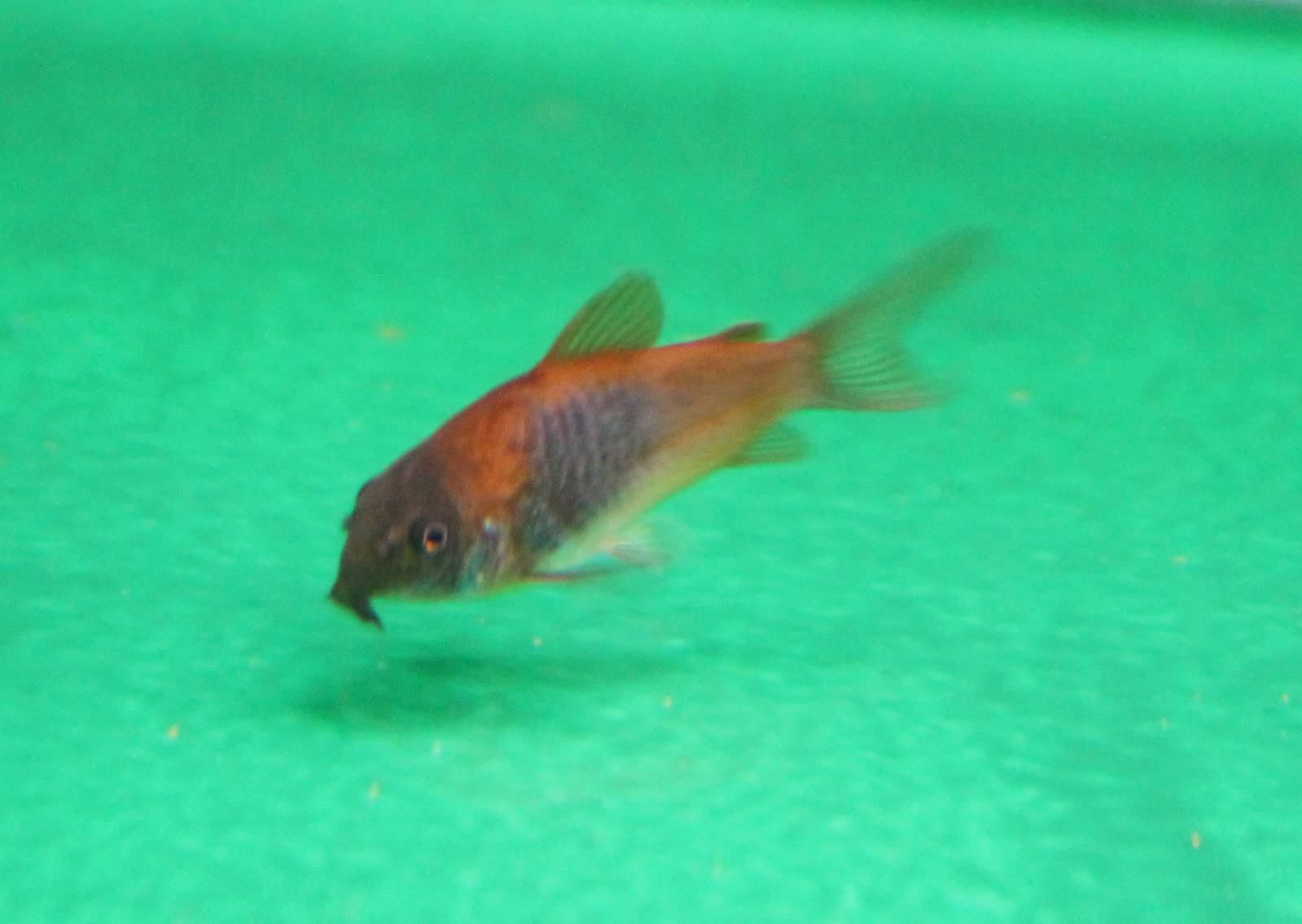 Corydoras ID