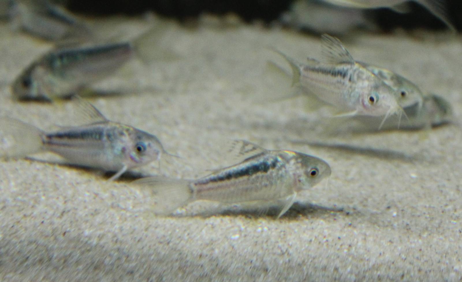 Corydoras ID