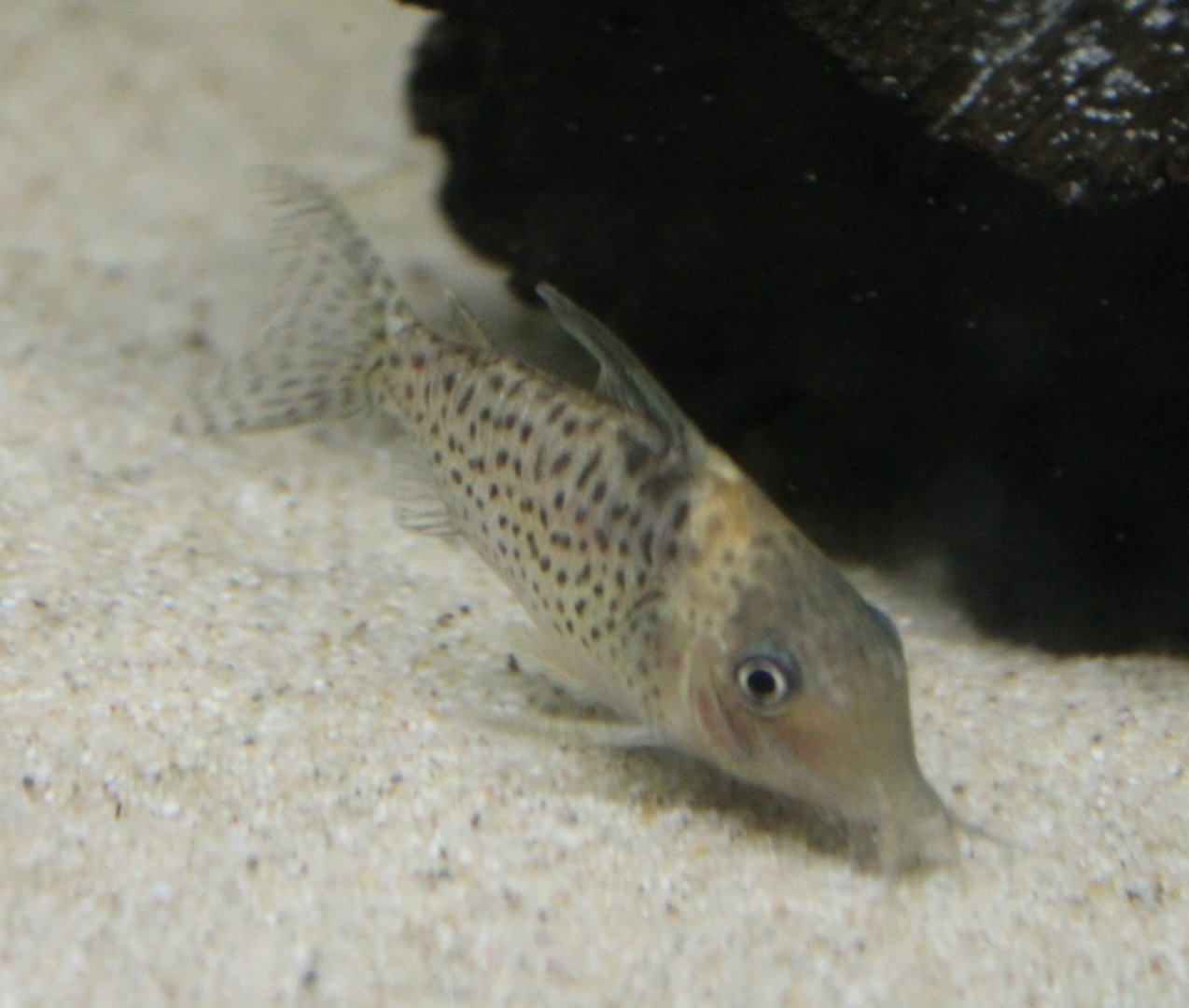 Corydoras ID