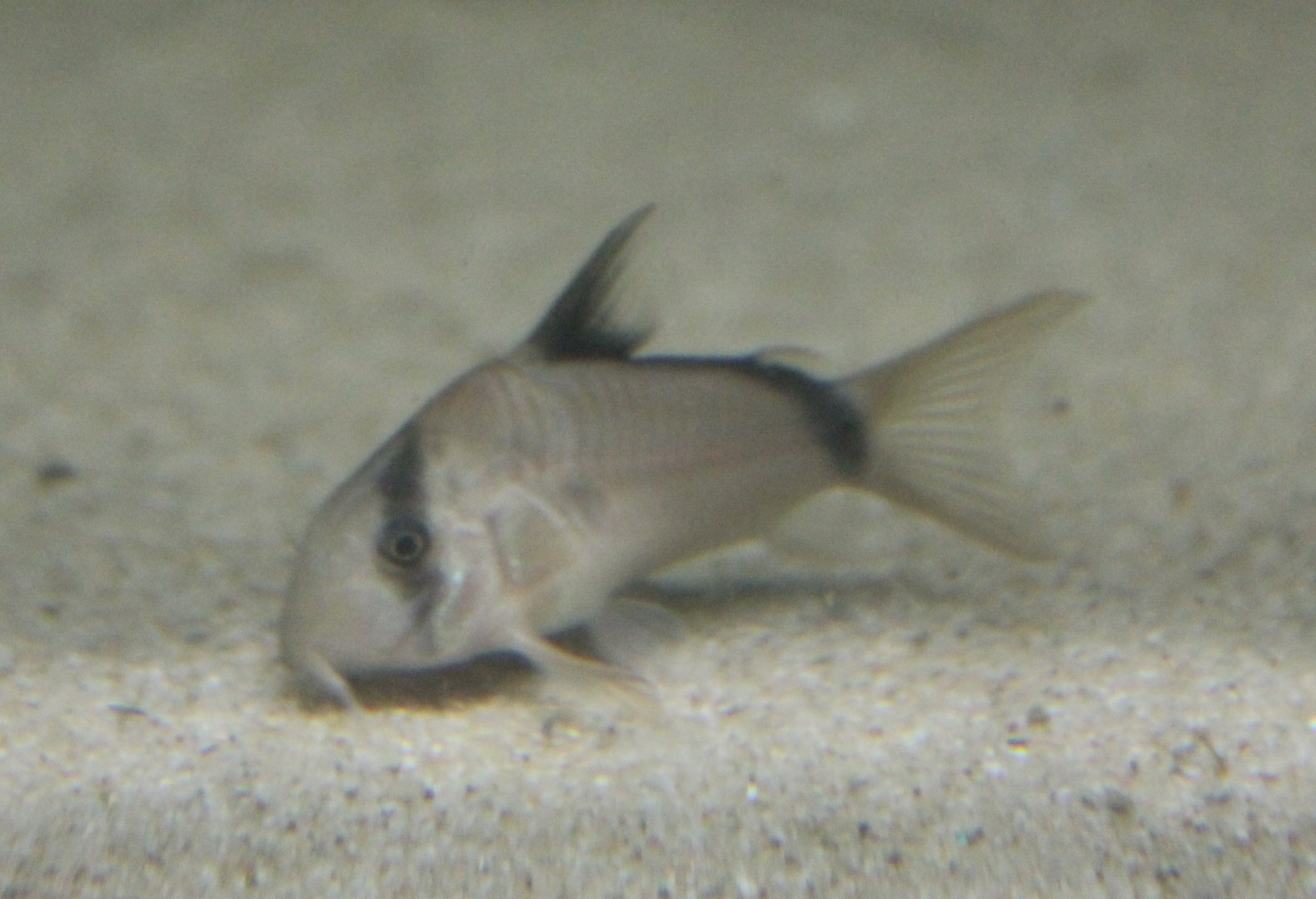Corydoras ID