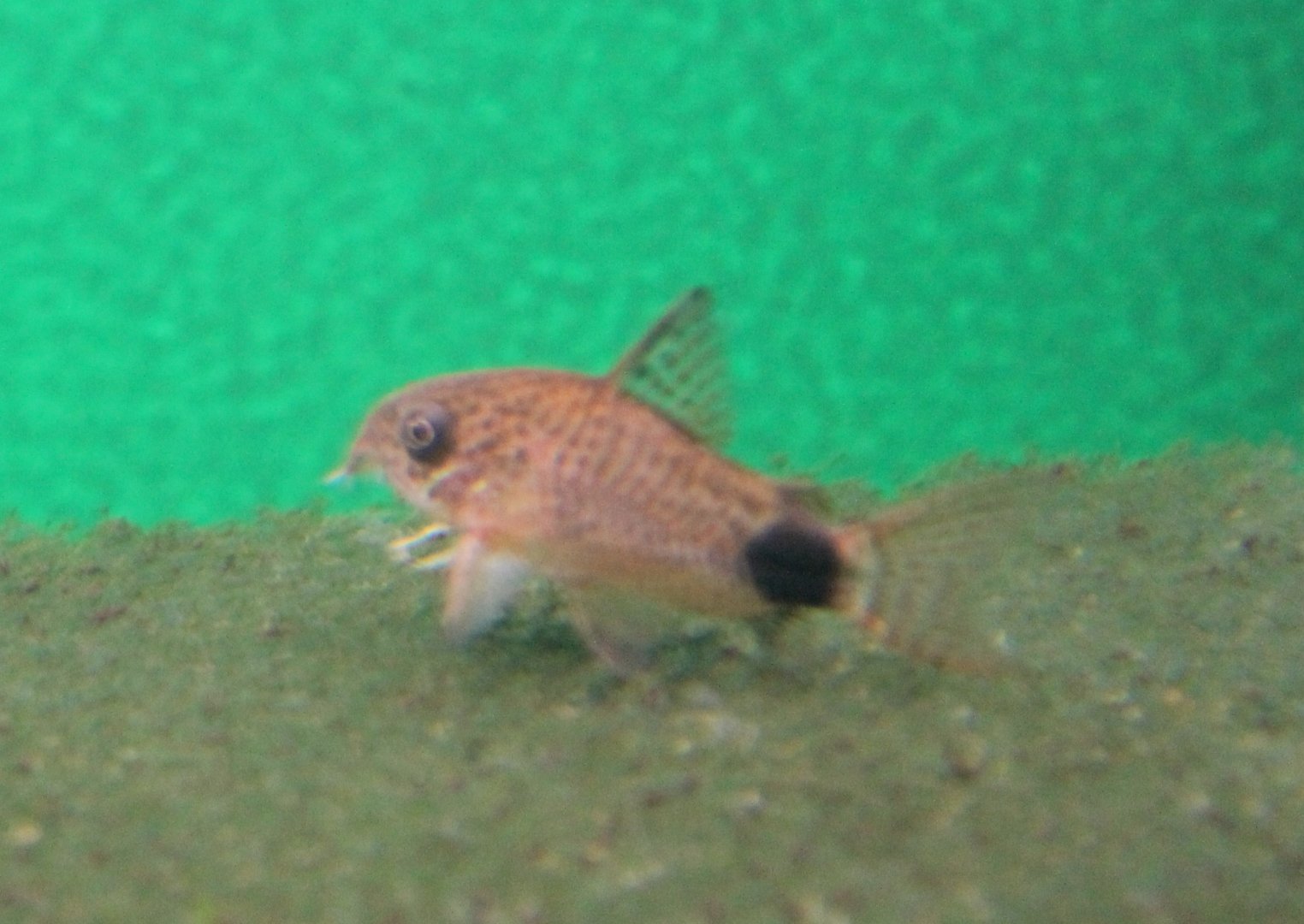 Corydoras ID