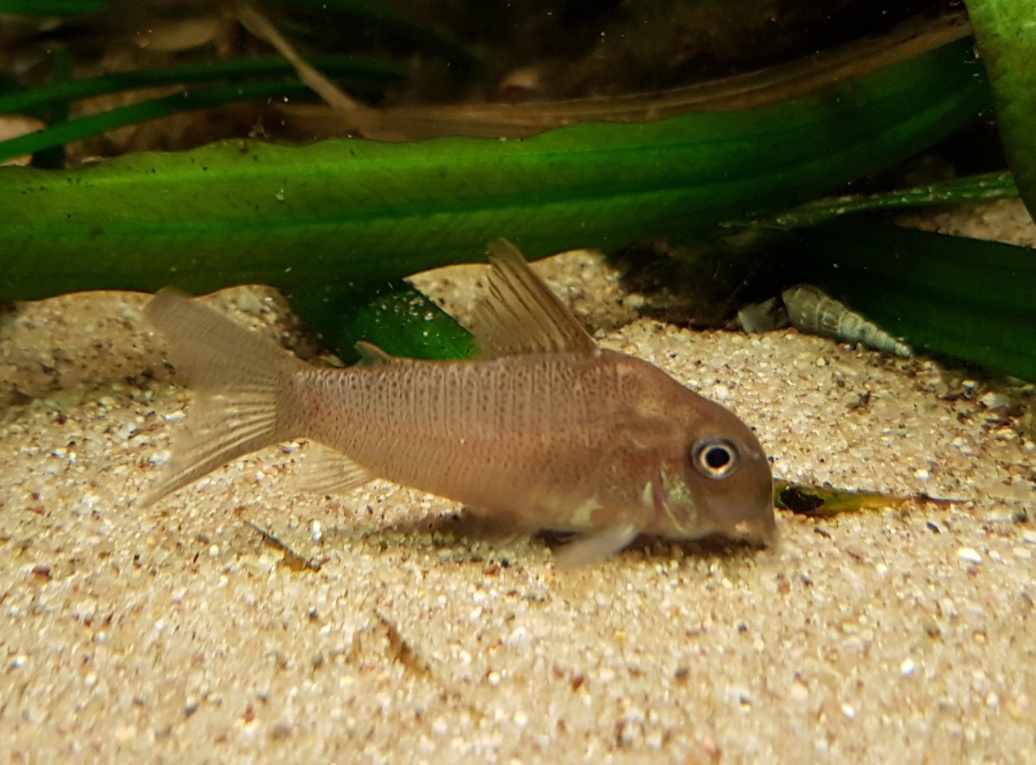 Corydoras ID