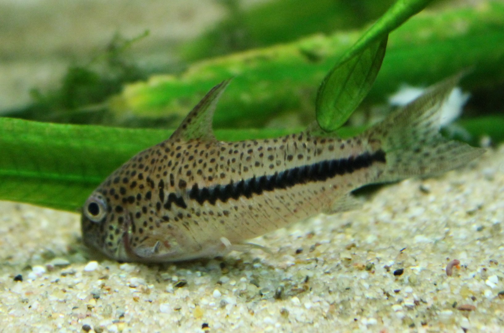Corydoras ID