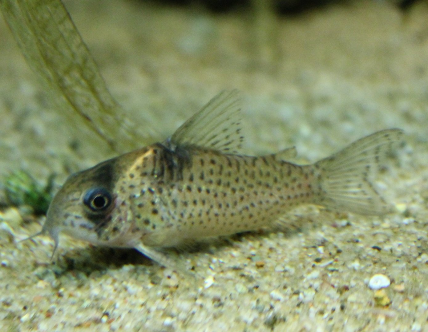 Corydoras ID