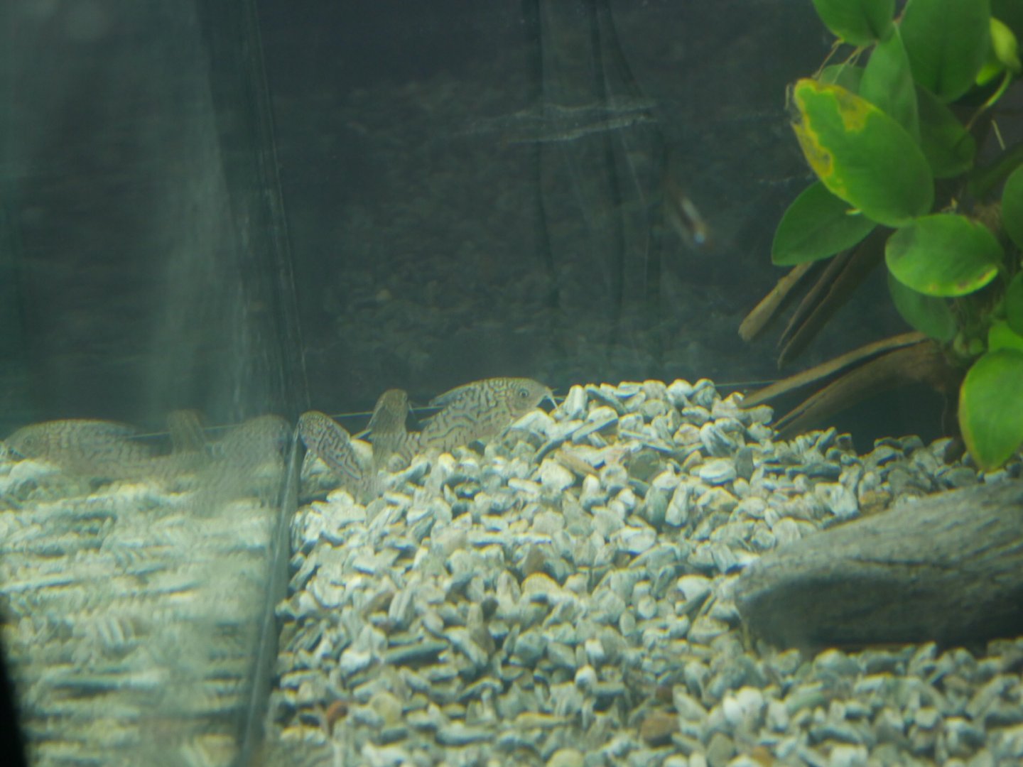 Corydoras ID