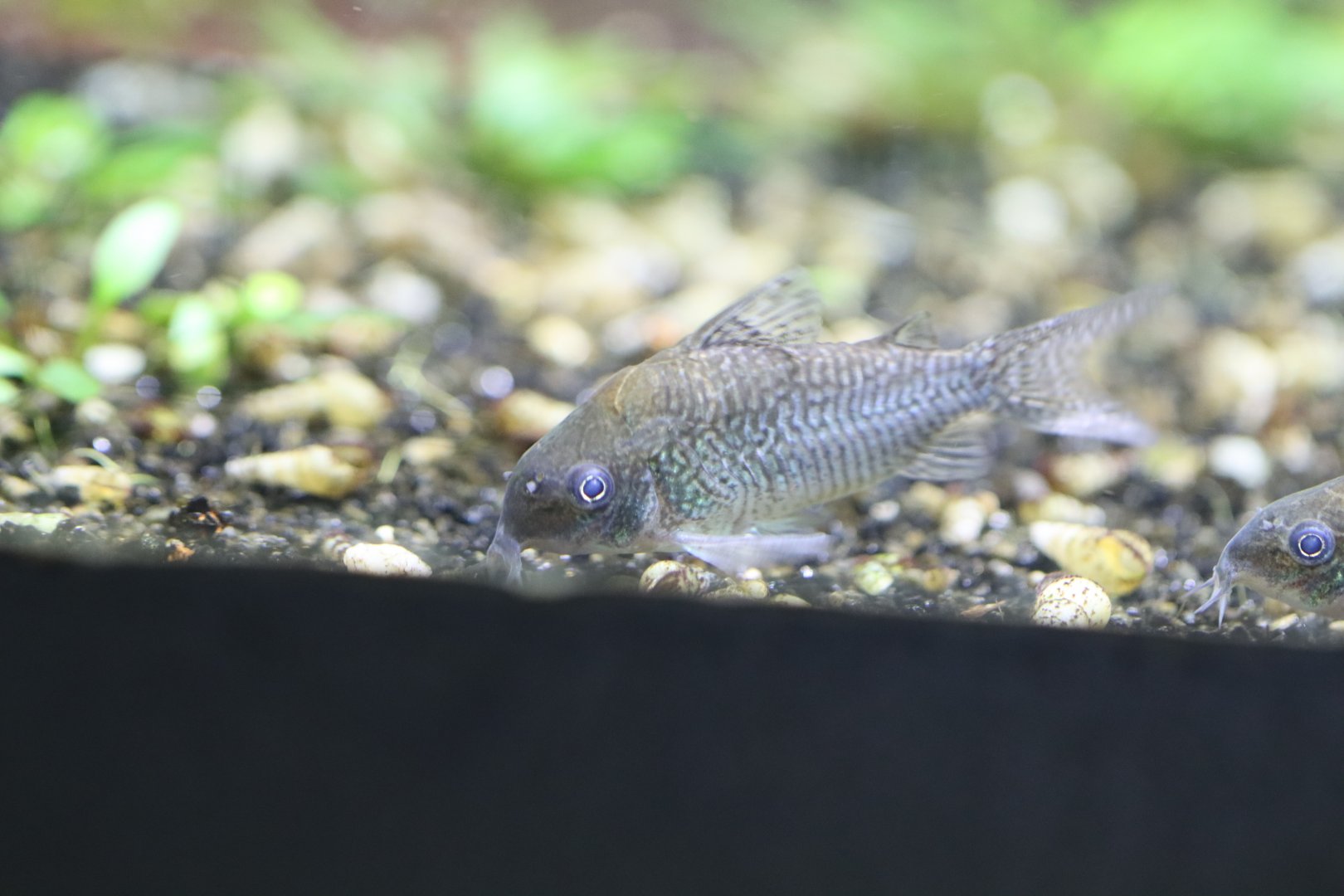 Corydoras ID