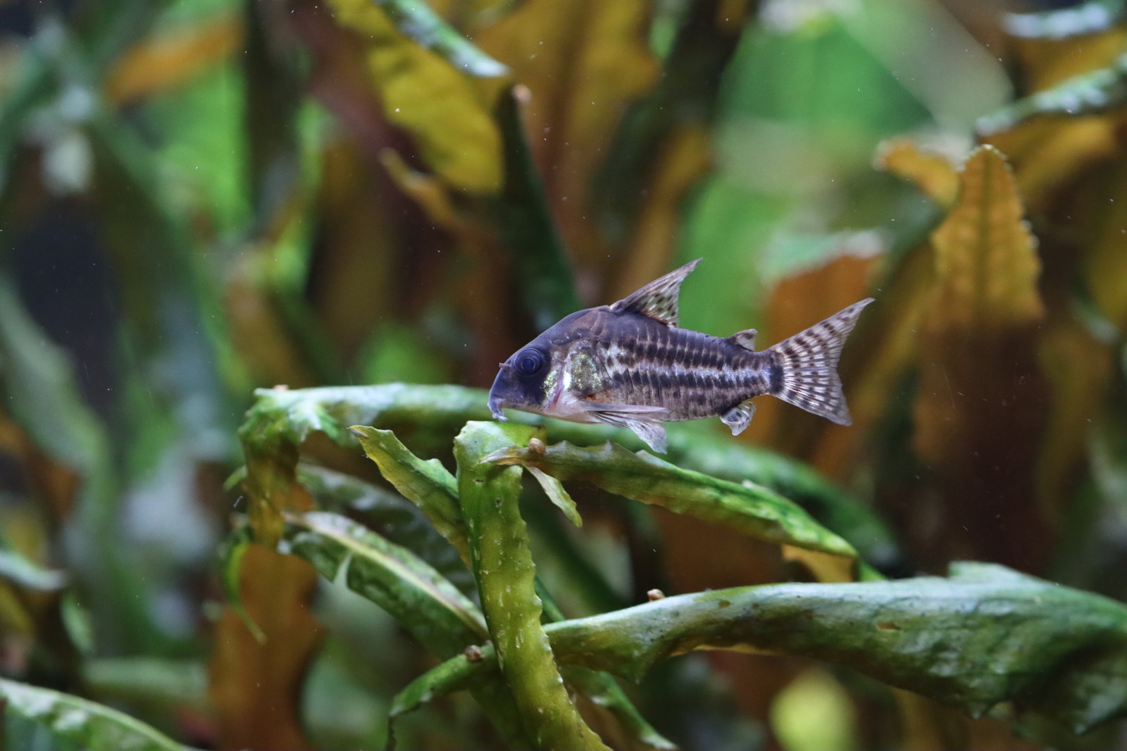Corydoras ID