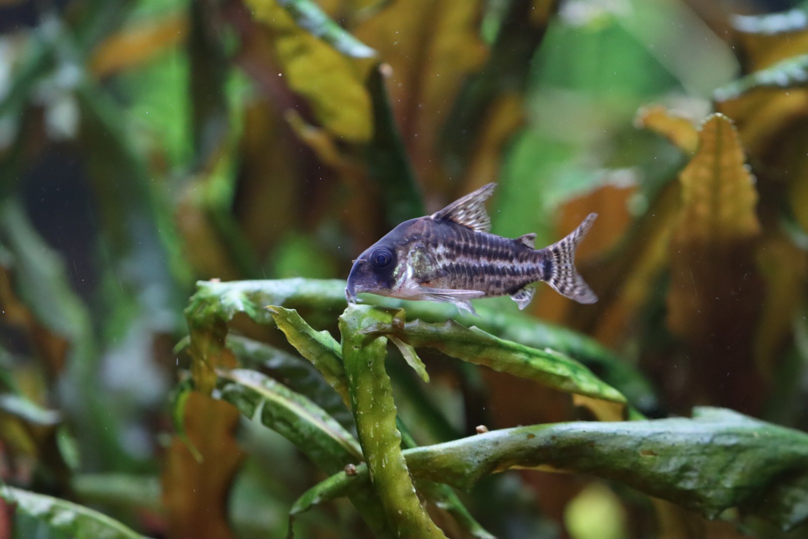 Corydoras ID