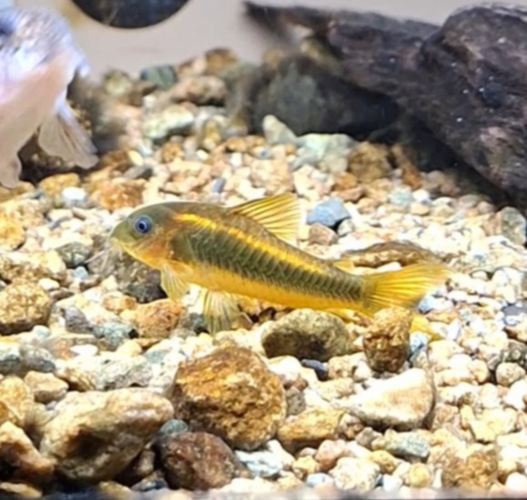 "Corydoras Illuminatus Gold" (Osteogaster cf. aenea) - Uozu Aquarium