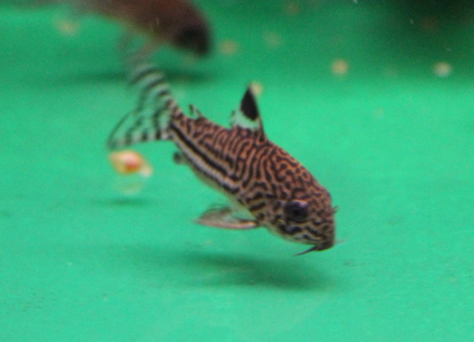 Corydoras julii
