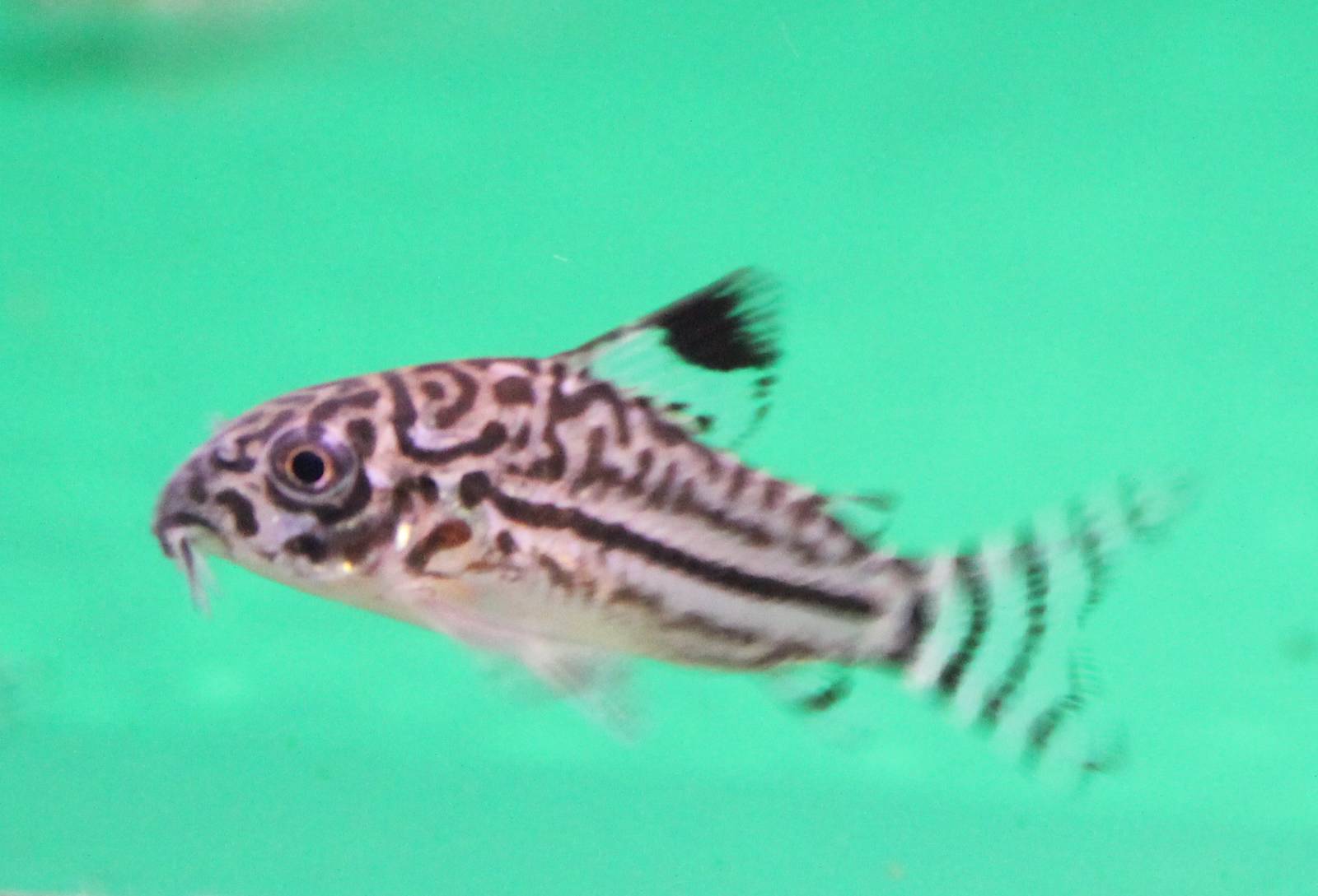 Corydoras julii
