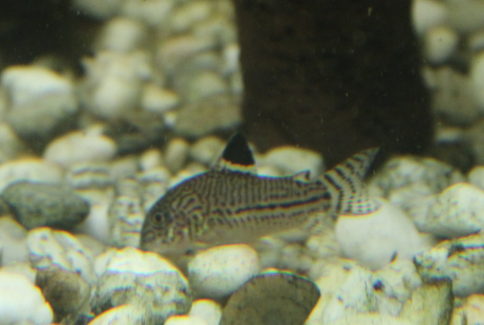 Corydoras julii