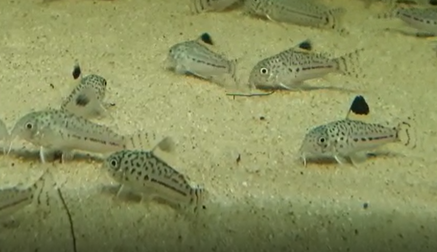Corydoras julii