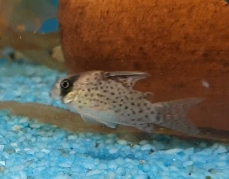 Corydoras kanei