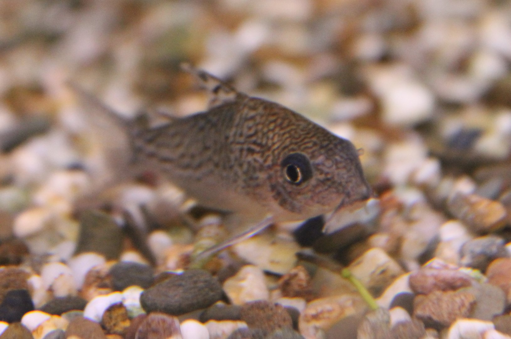 Corydoras leucomelas