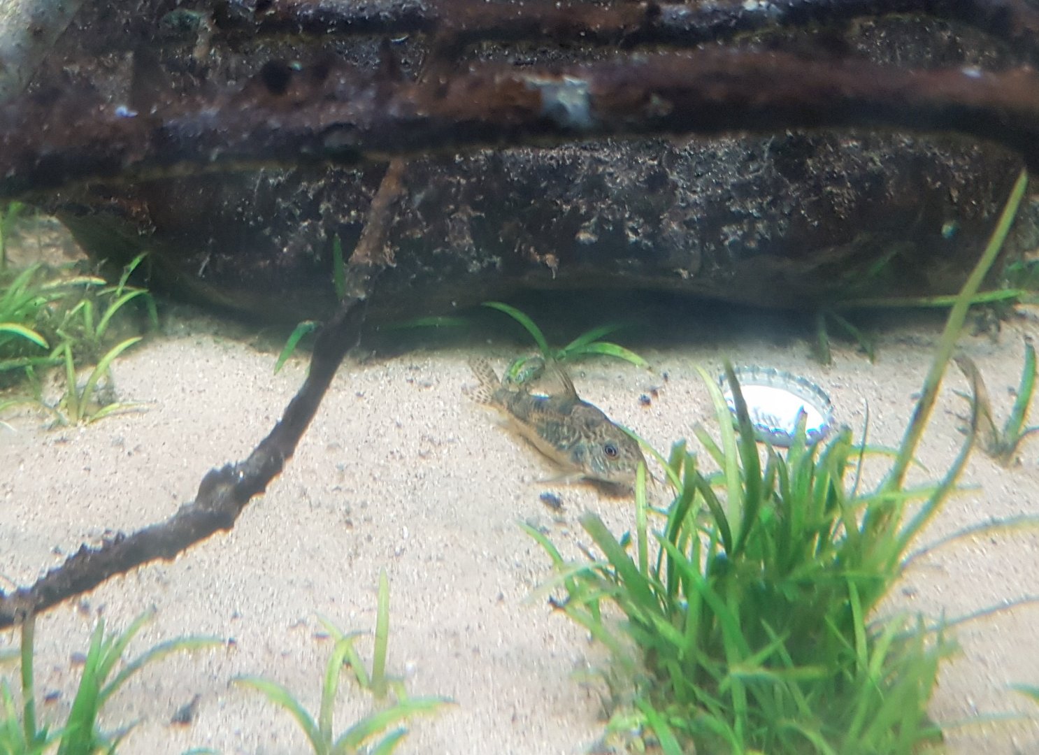 Corydoras longipennis