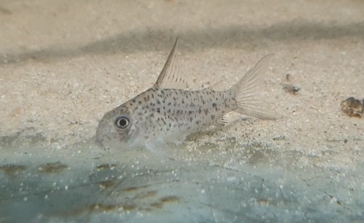 Corydoras loretoensis