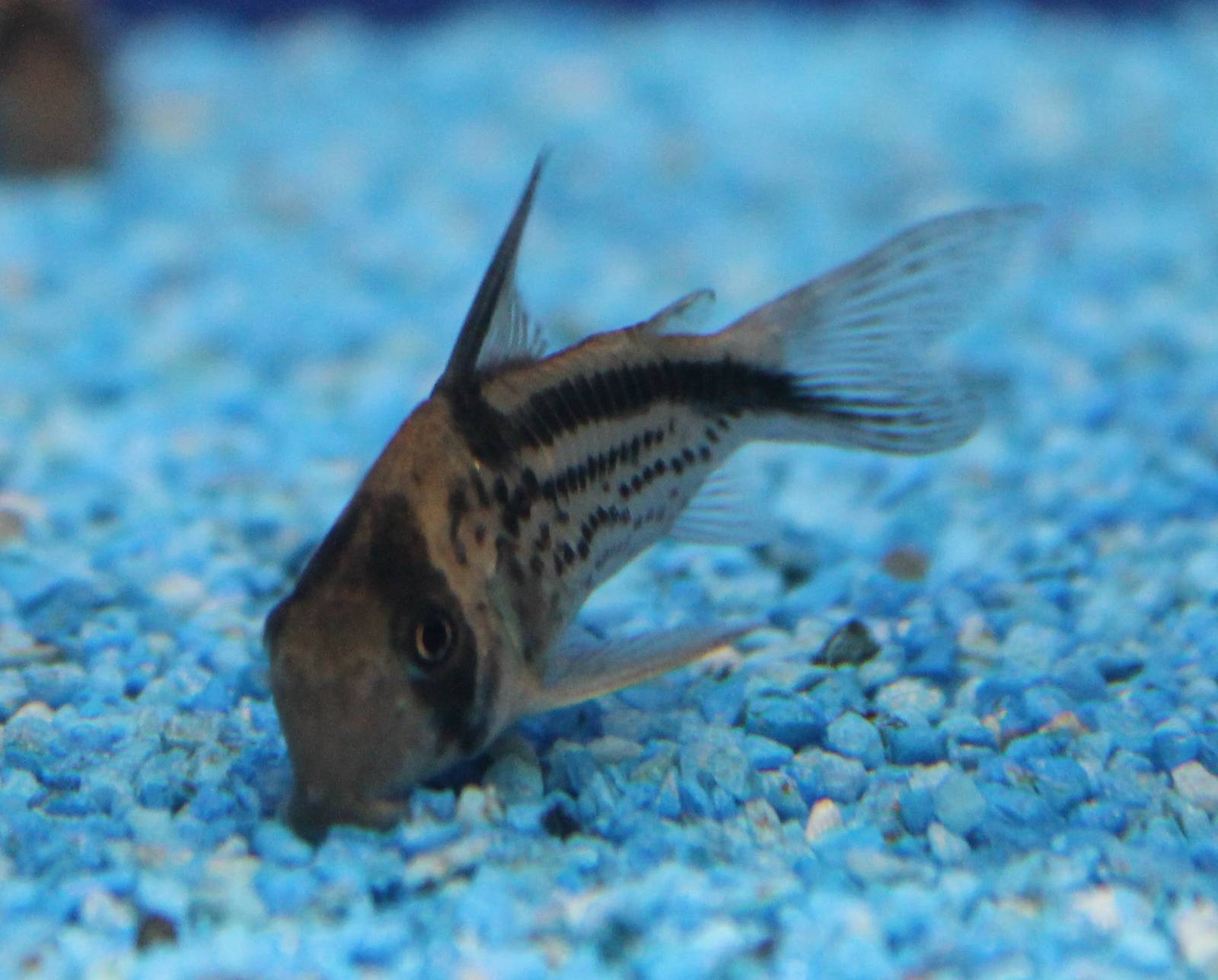 Corydoras loxozonus