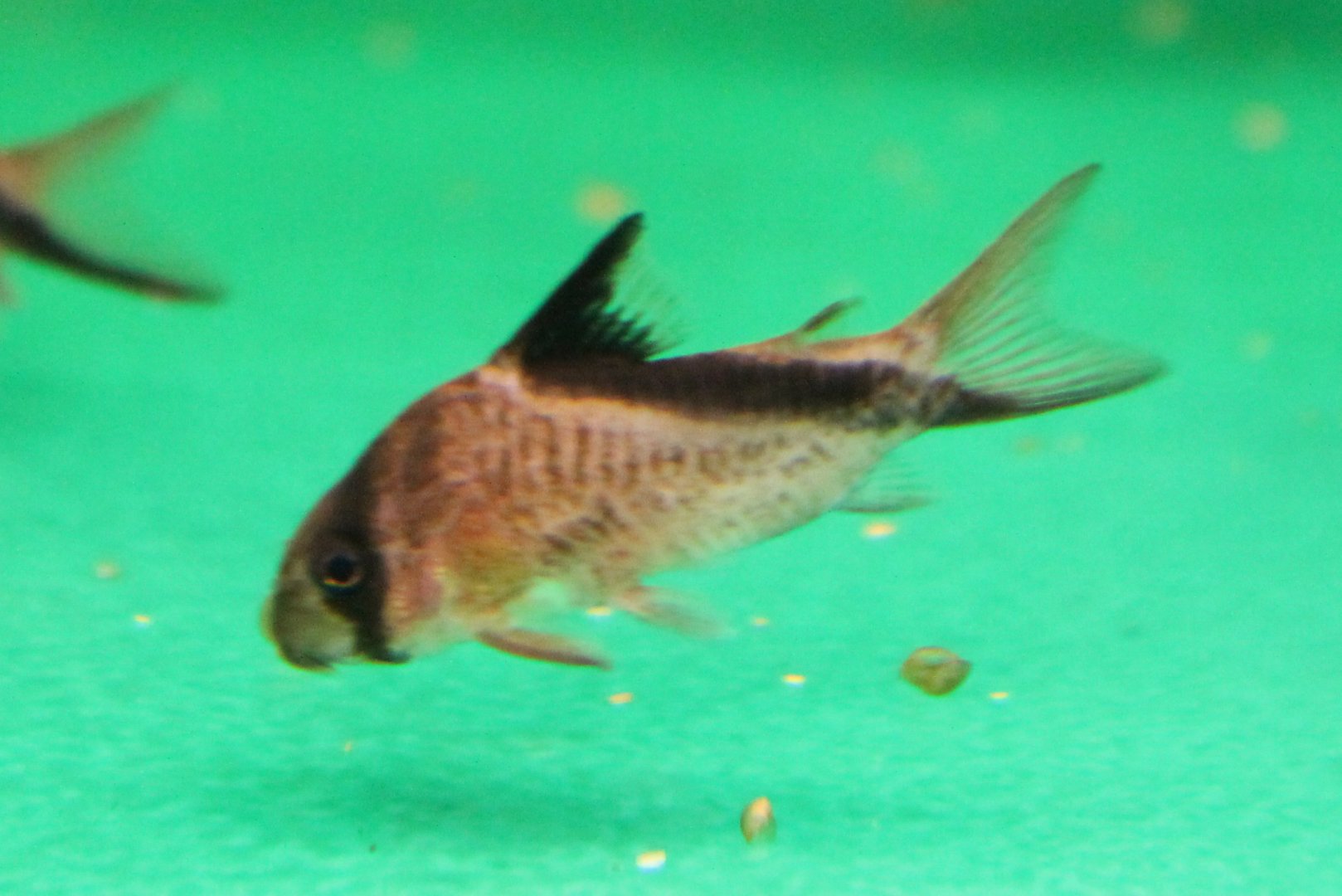 Corydoras melani