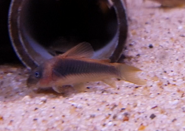 Corydoras melanotaenia