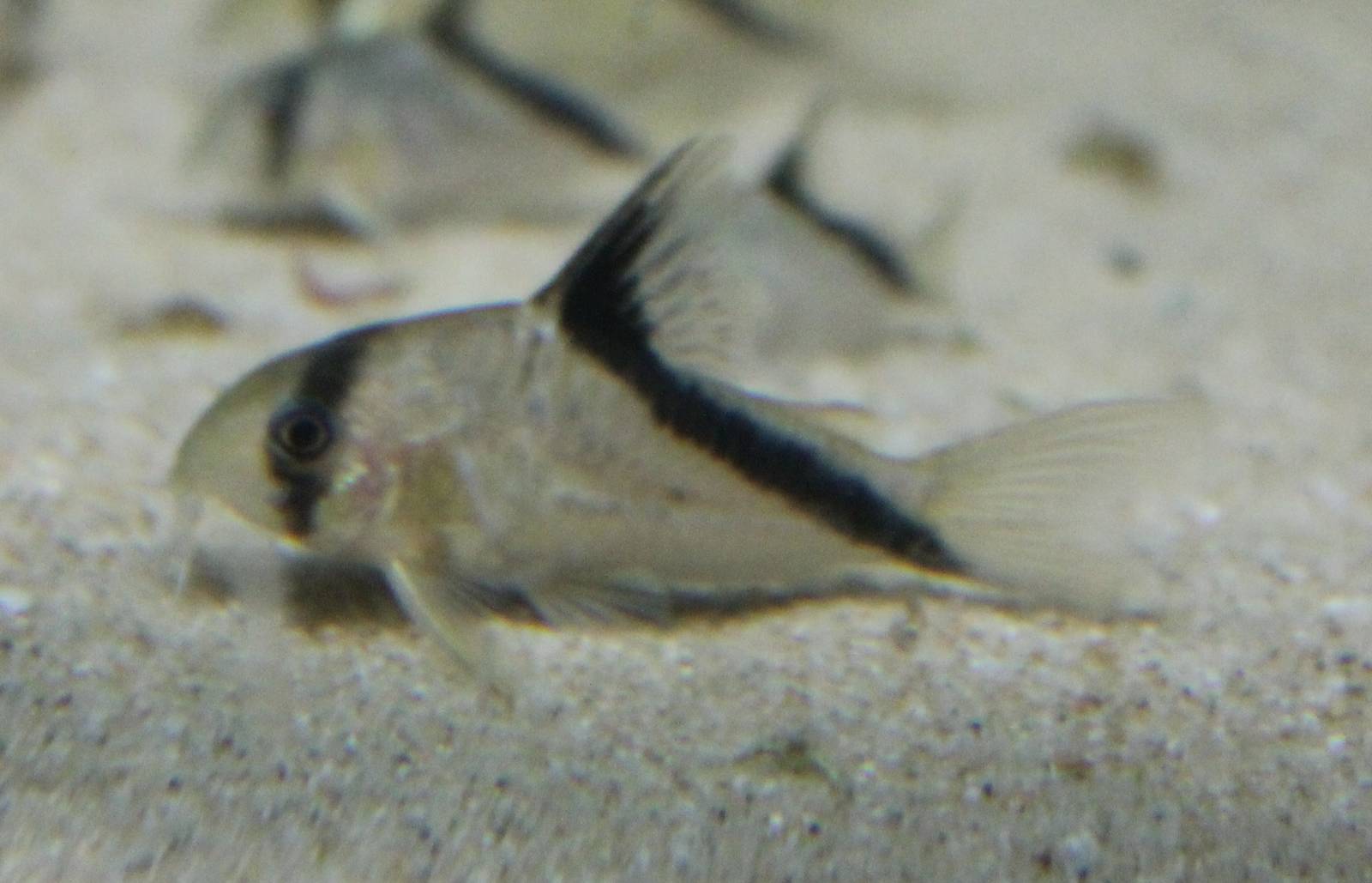 Corydoras melini