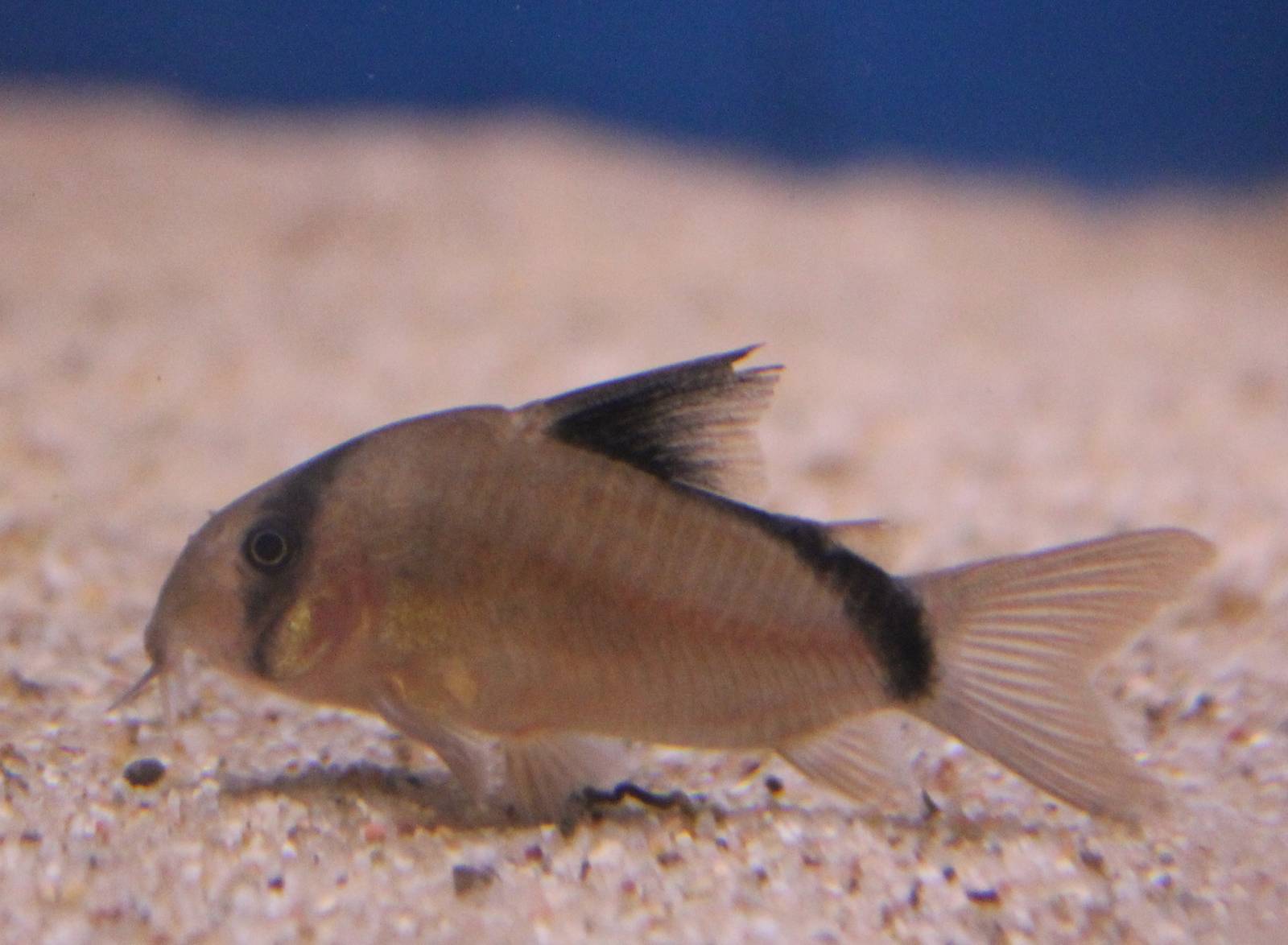 Corydoras metae