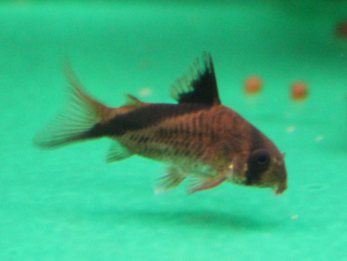 Corydoras metea