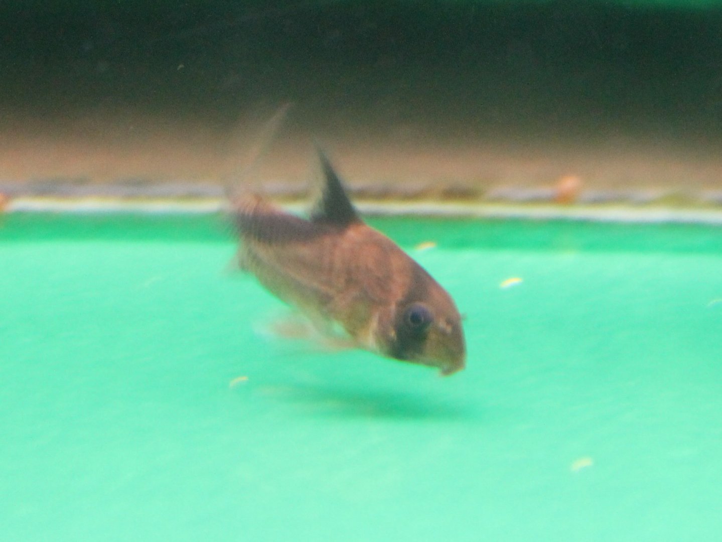 Corydoras metea