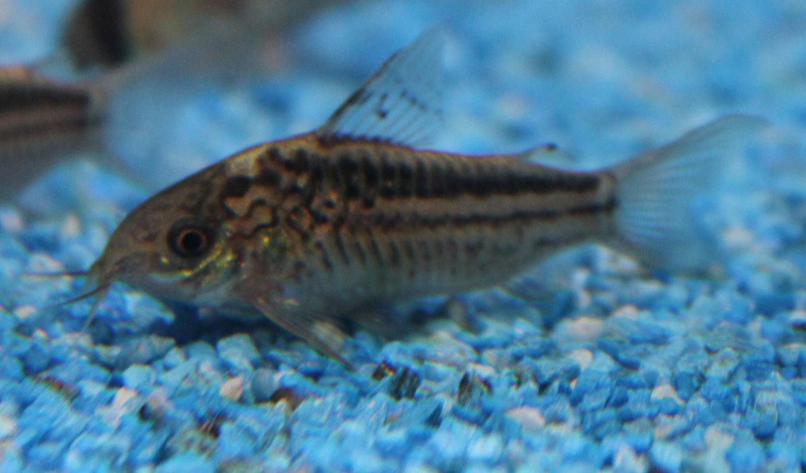 Corydoras nanus