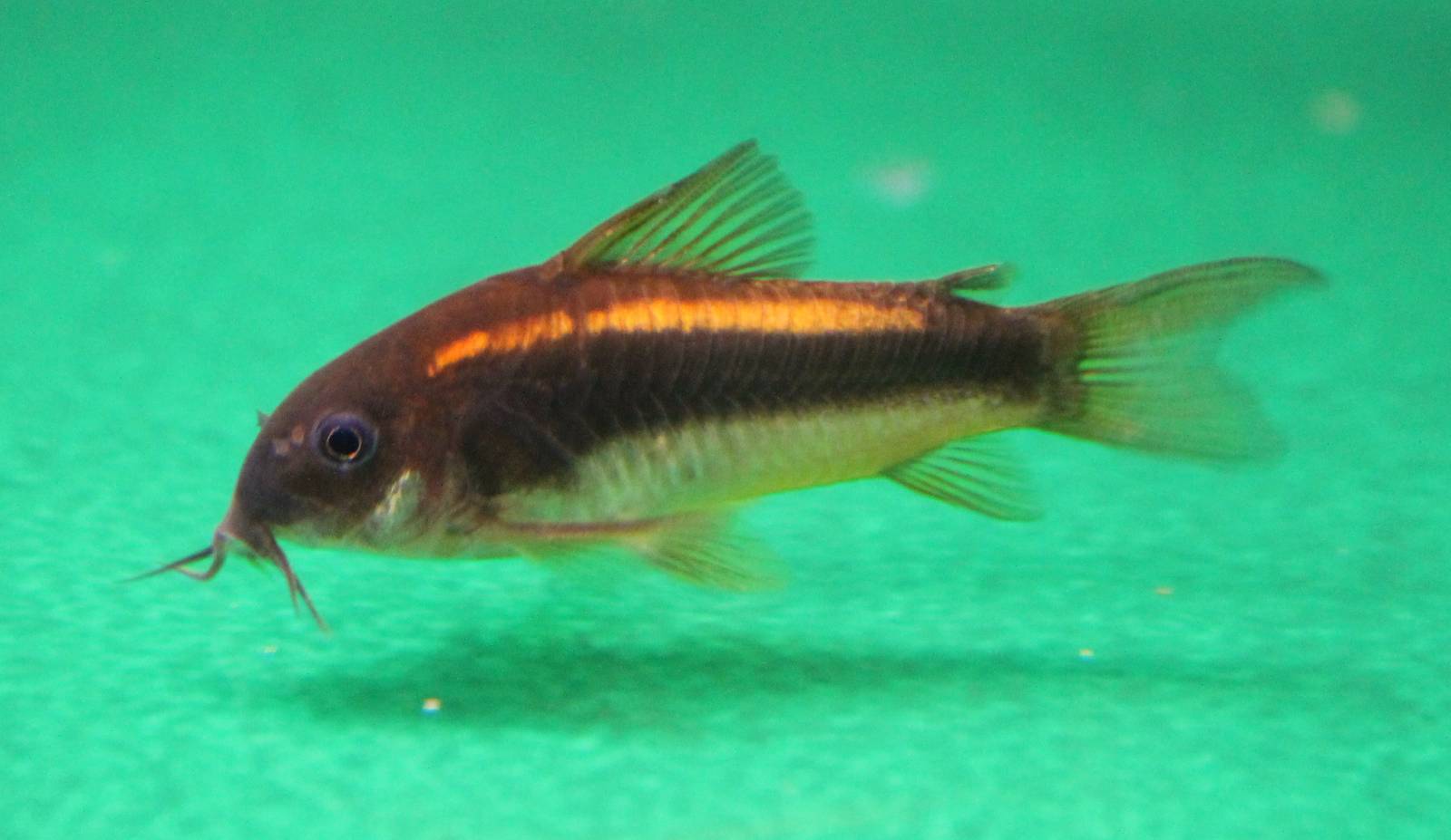 Corydoras neon orange