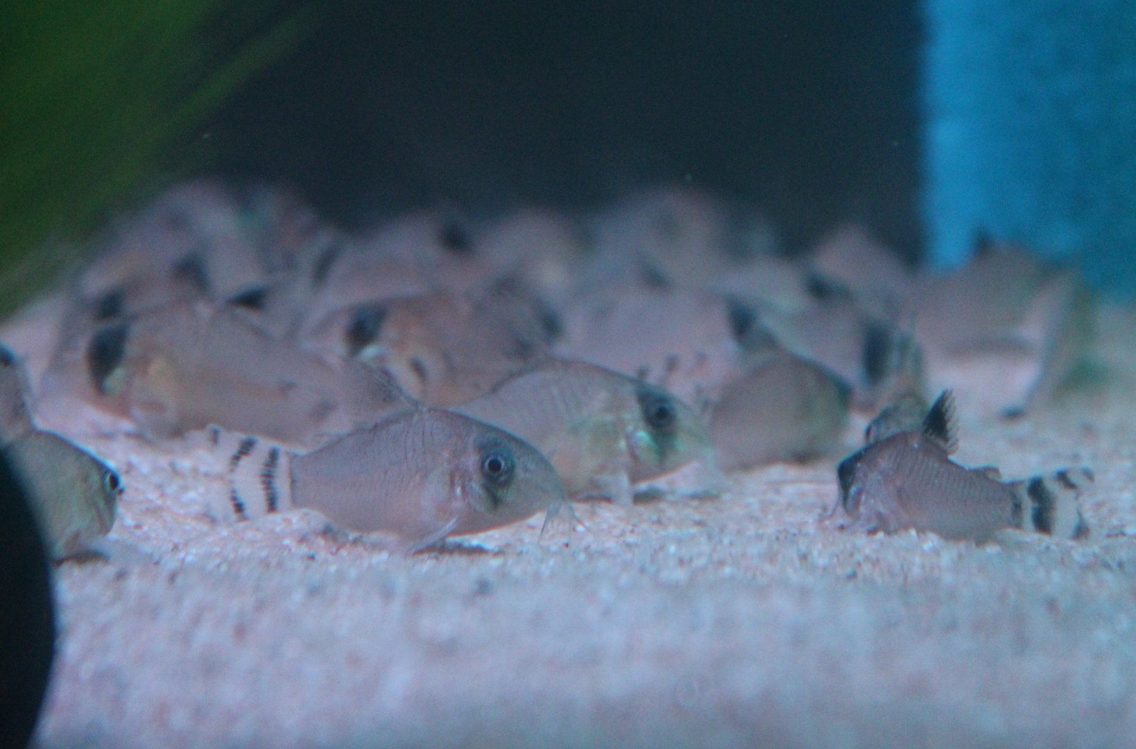 Corydoras oiapoquensis