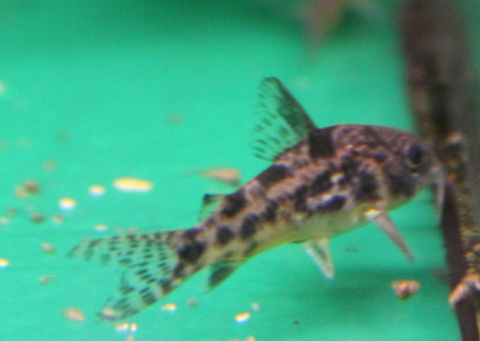 Corydoras paleatus