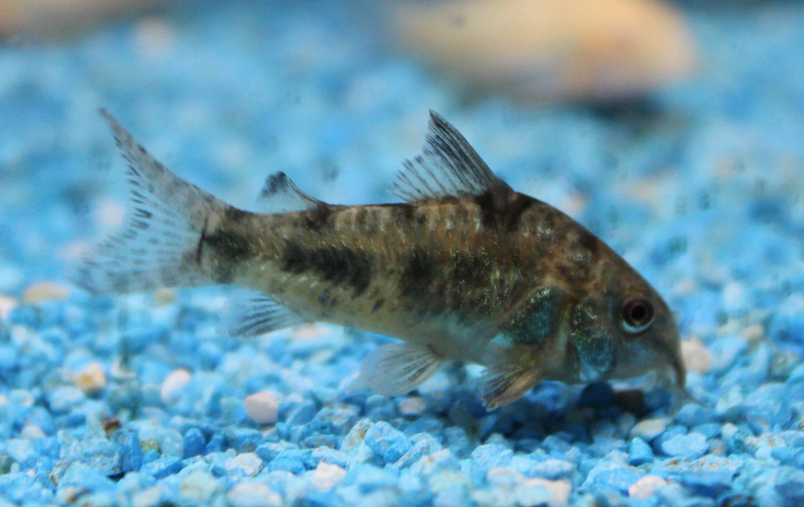 Corydoras paleatus