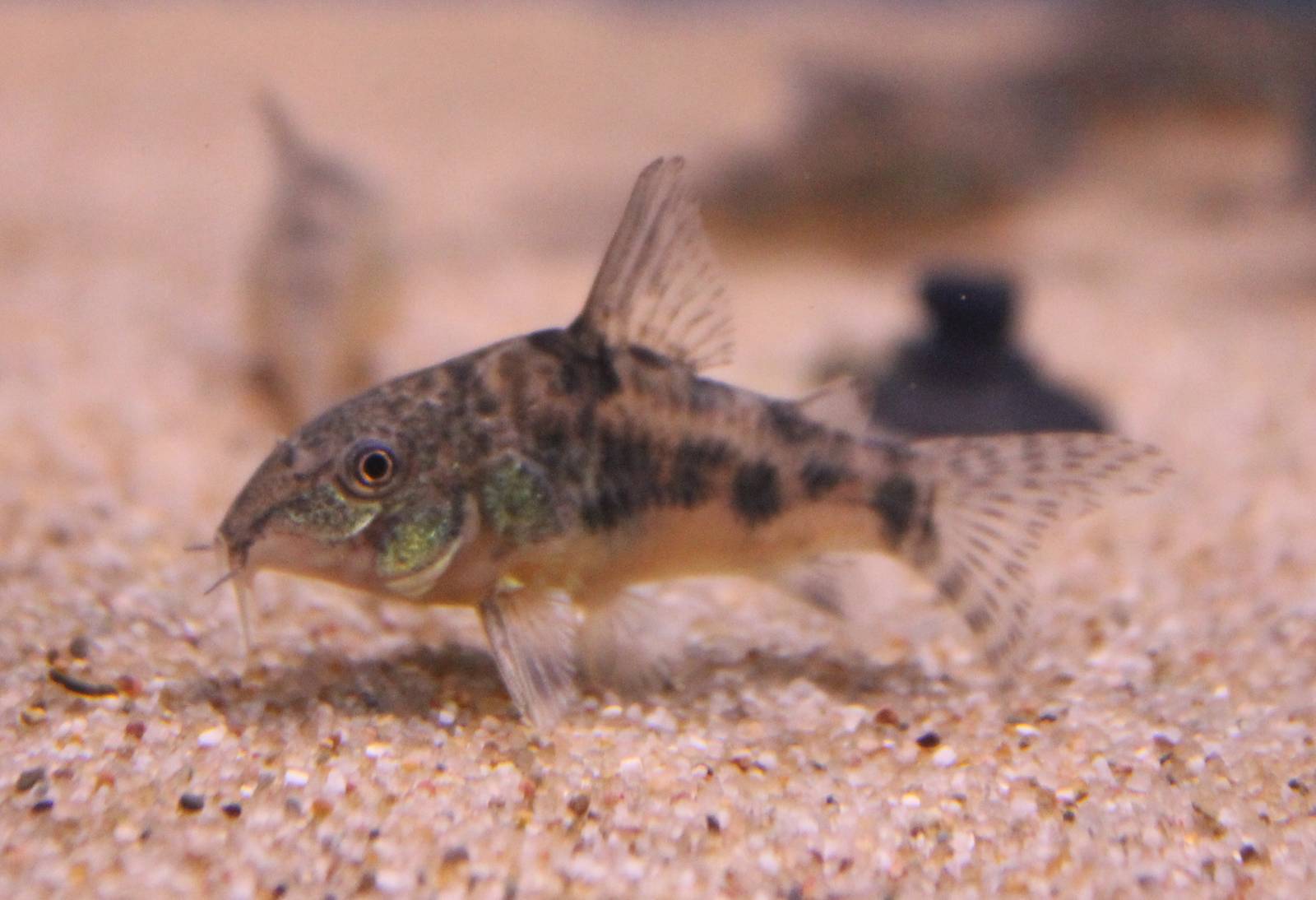 Corydoras paleatus