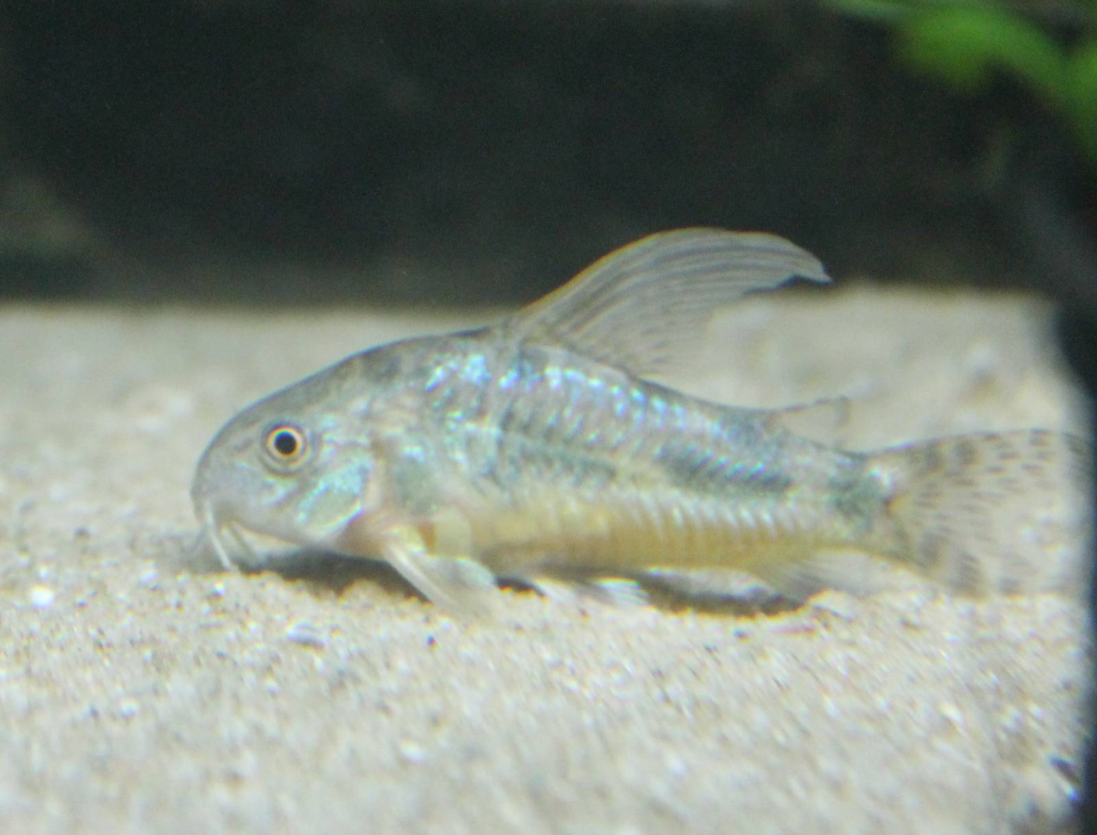 Corydoras paleatus