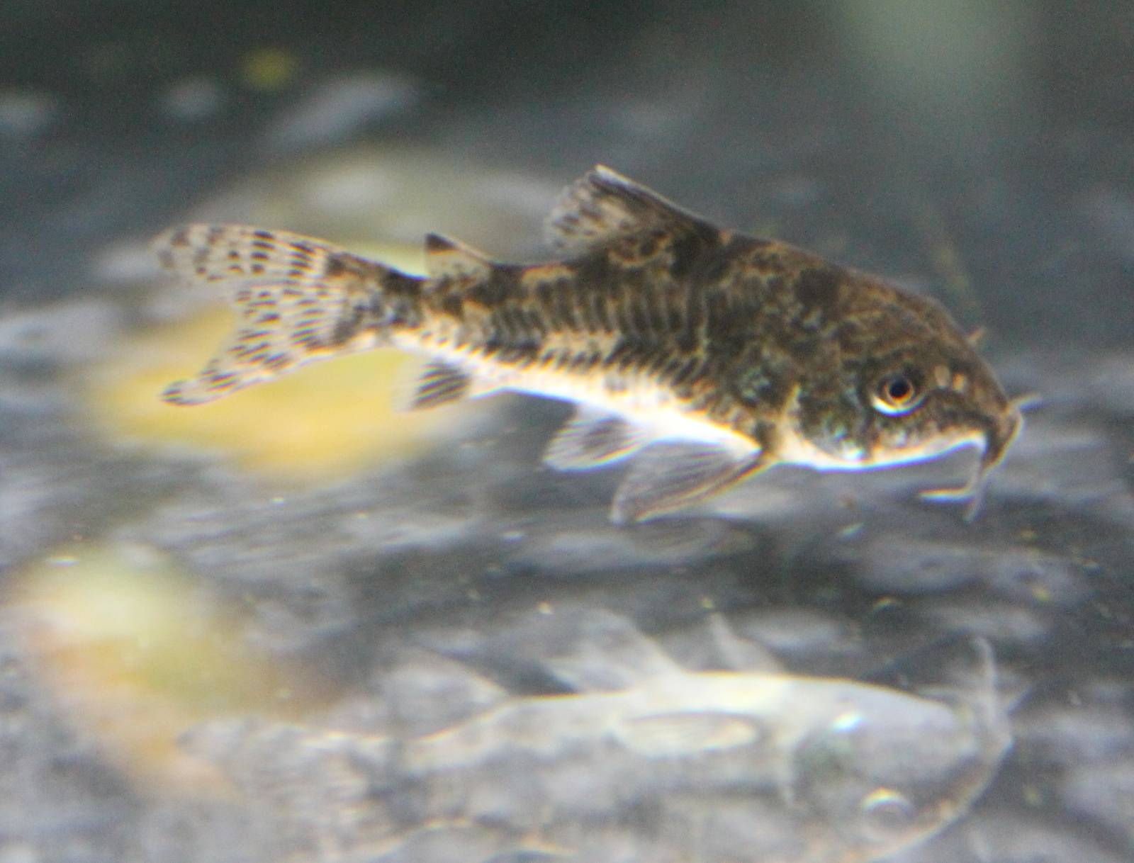Corydoras paleatus