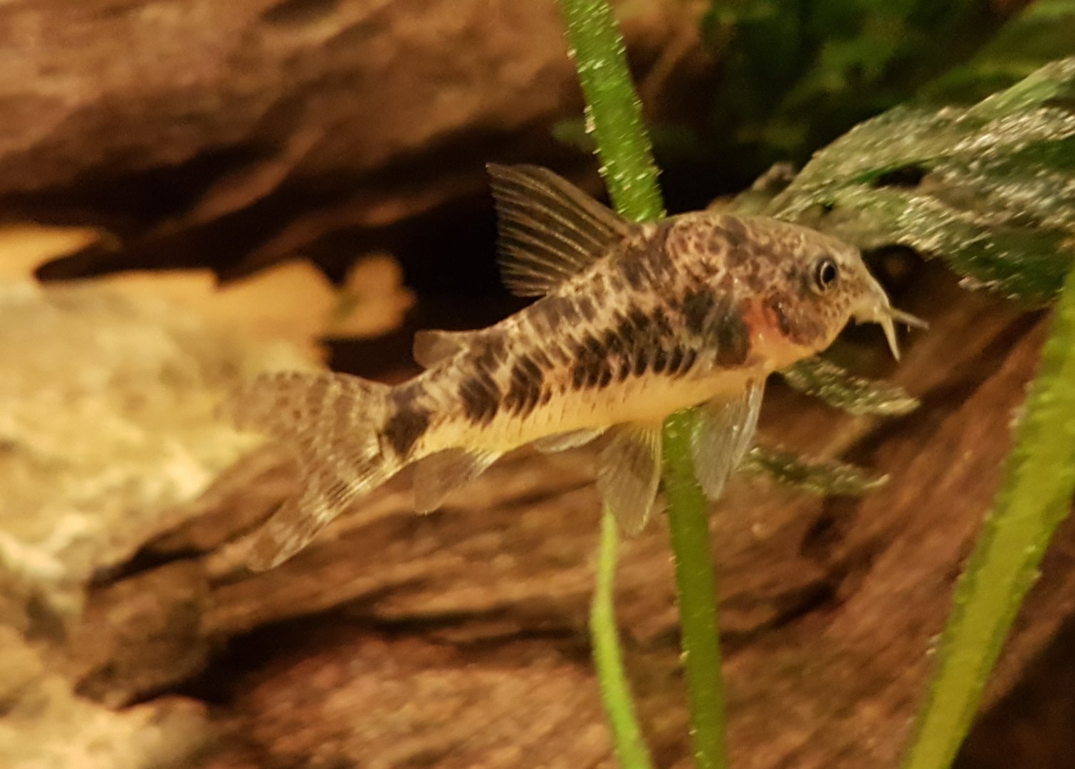 Corydoras paleatus