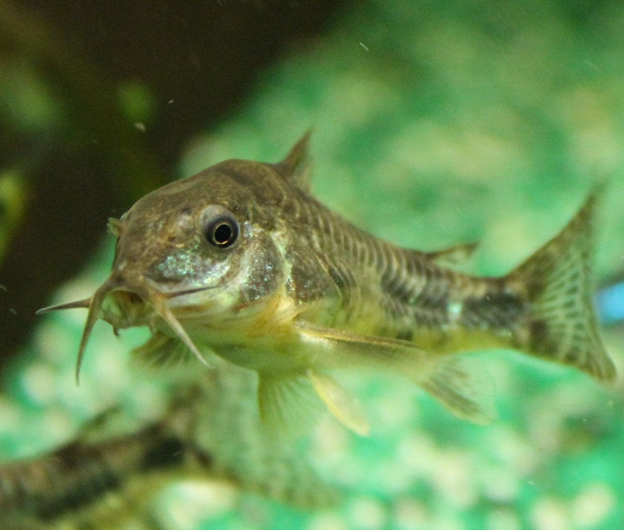 Corydoras paleatus