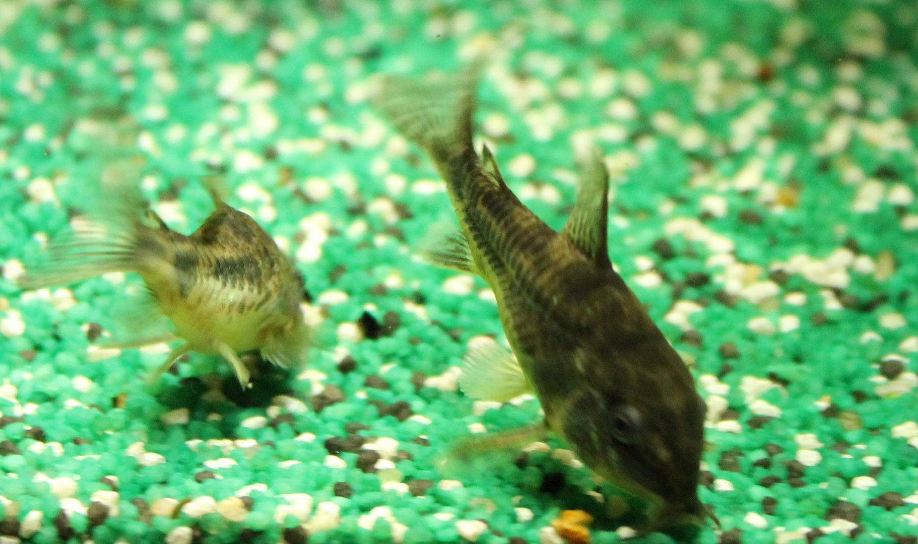 Corydoras paleatus