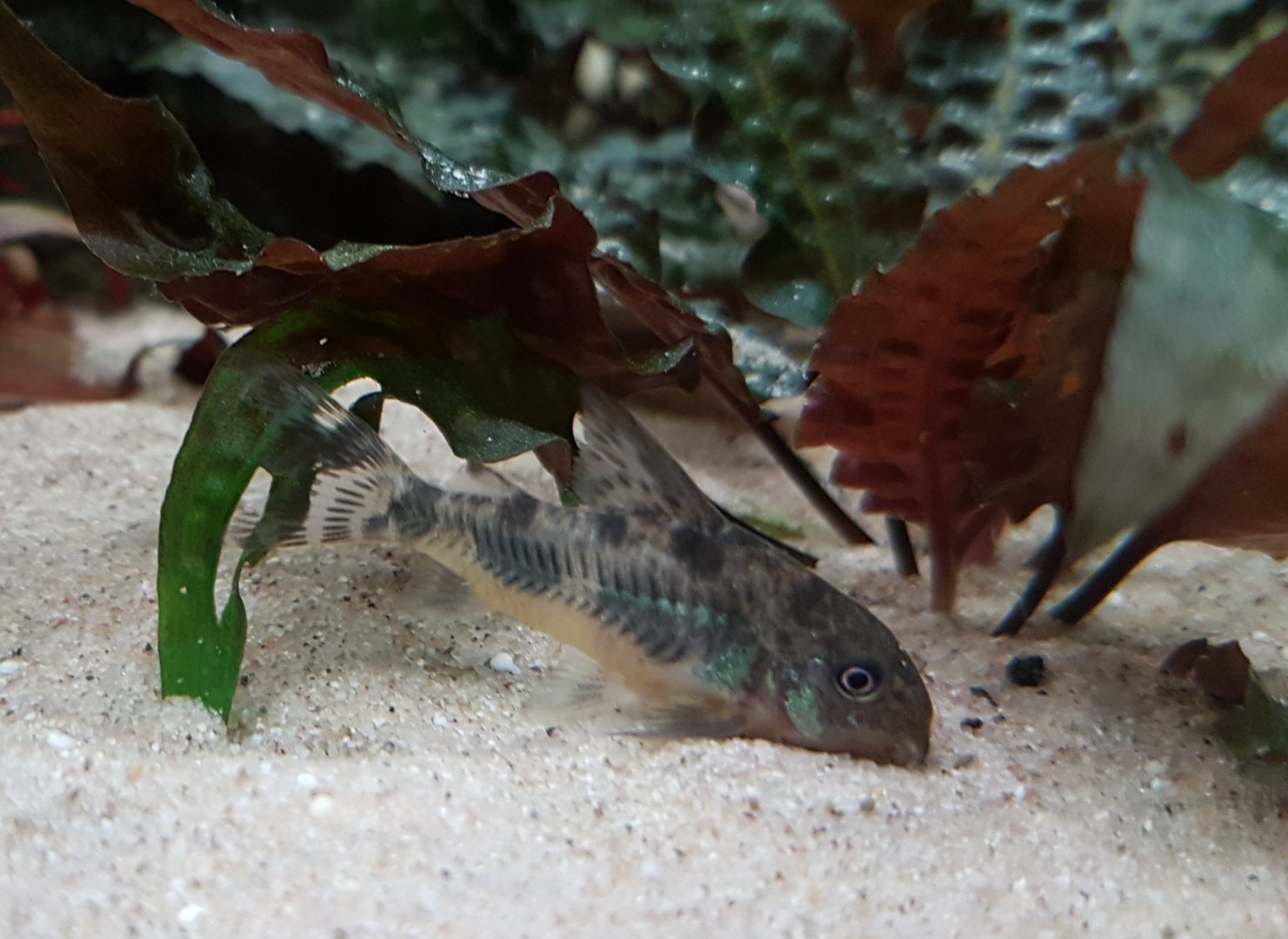 Corydoras paleatus