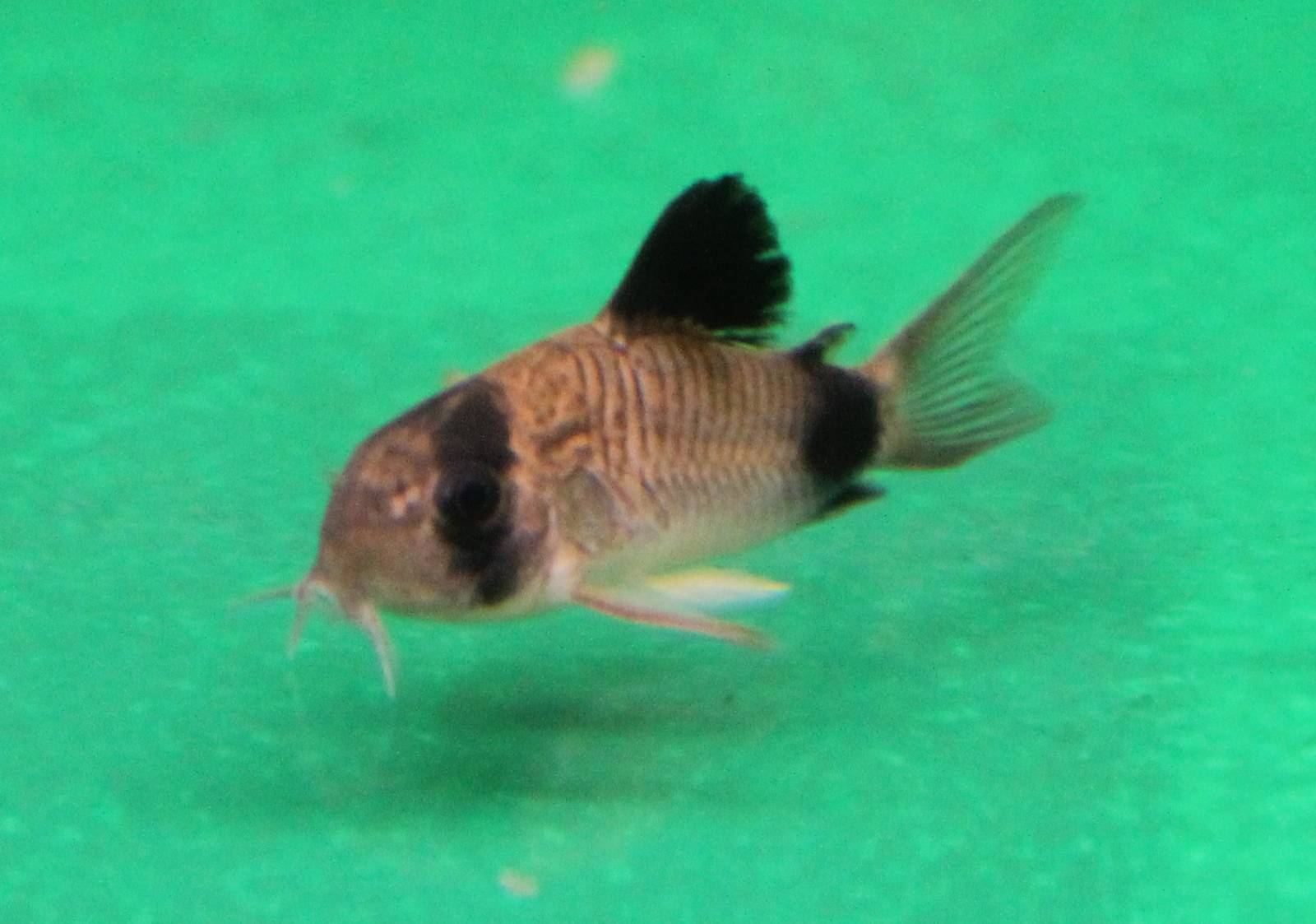 Corydoras panda