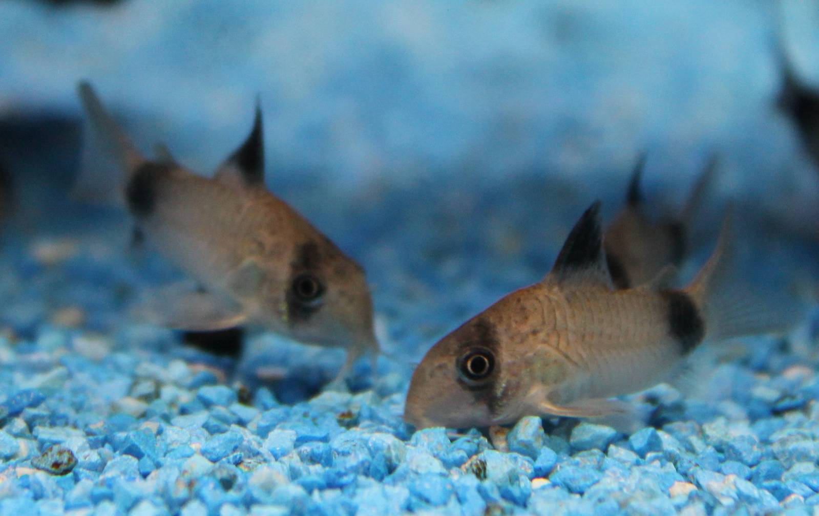 Corydoras panda
