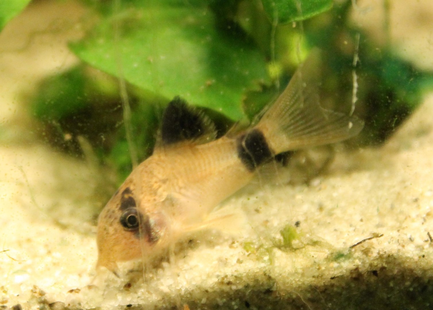 Corydoras panda