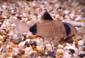 Corydoras panda