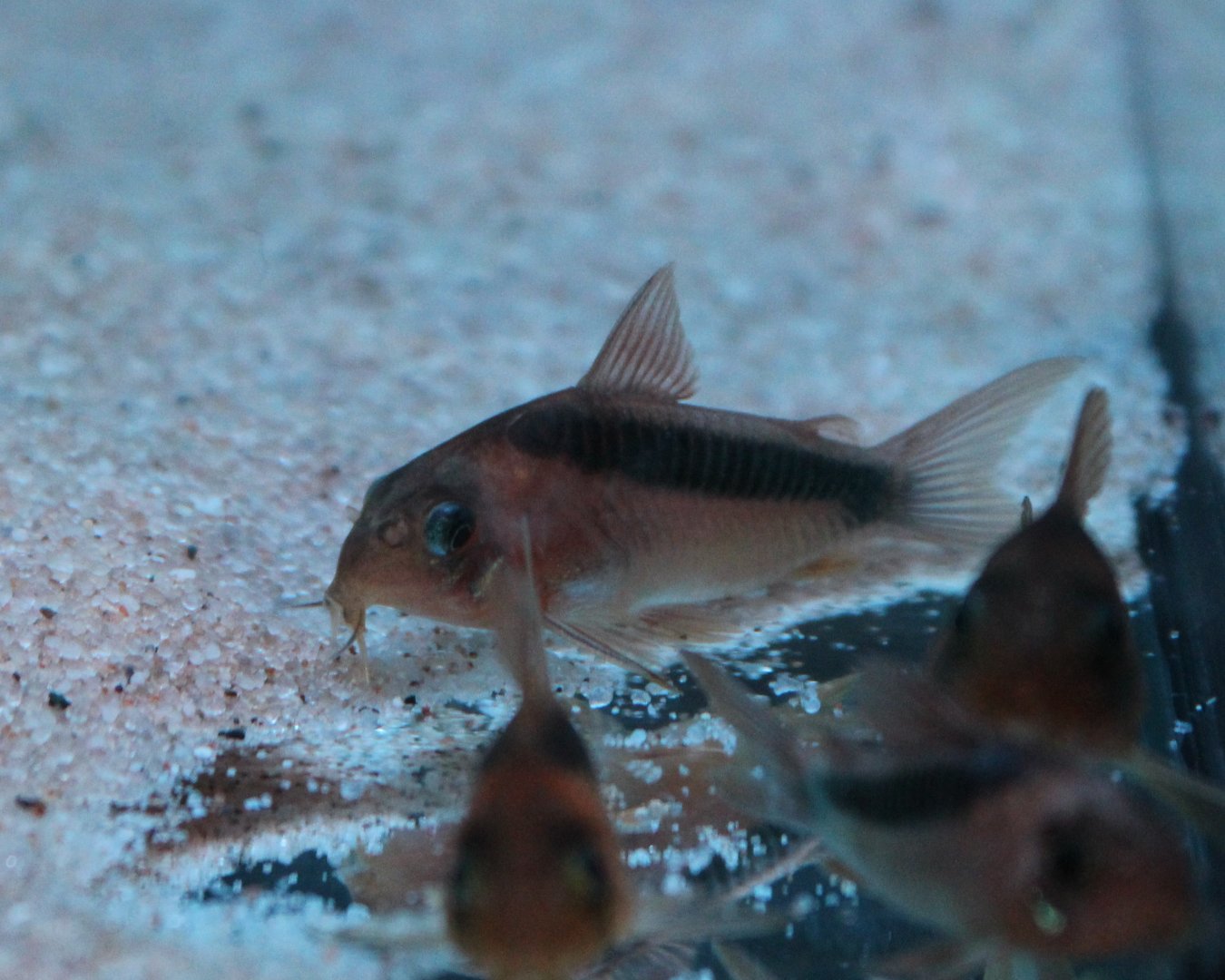 Corydoras rabauti