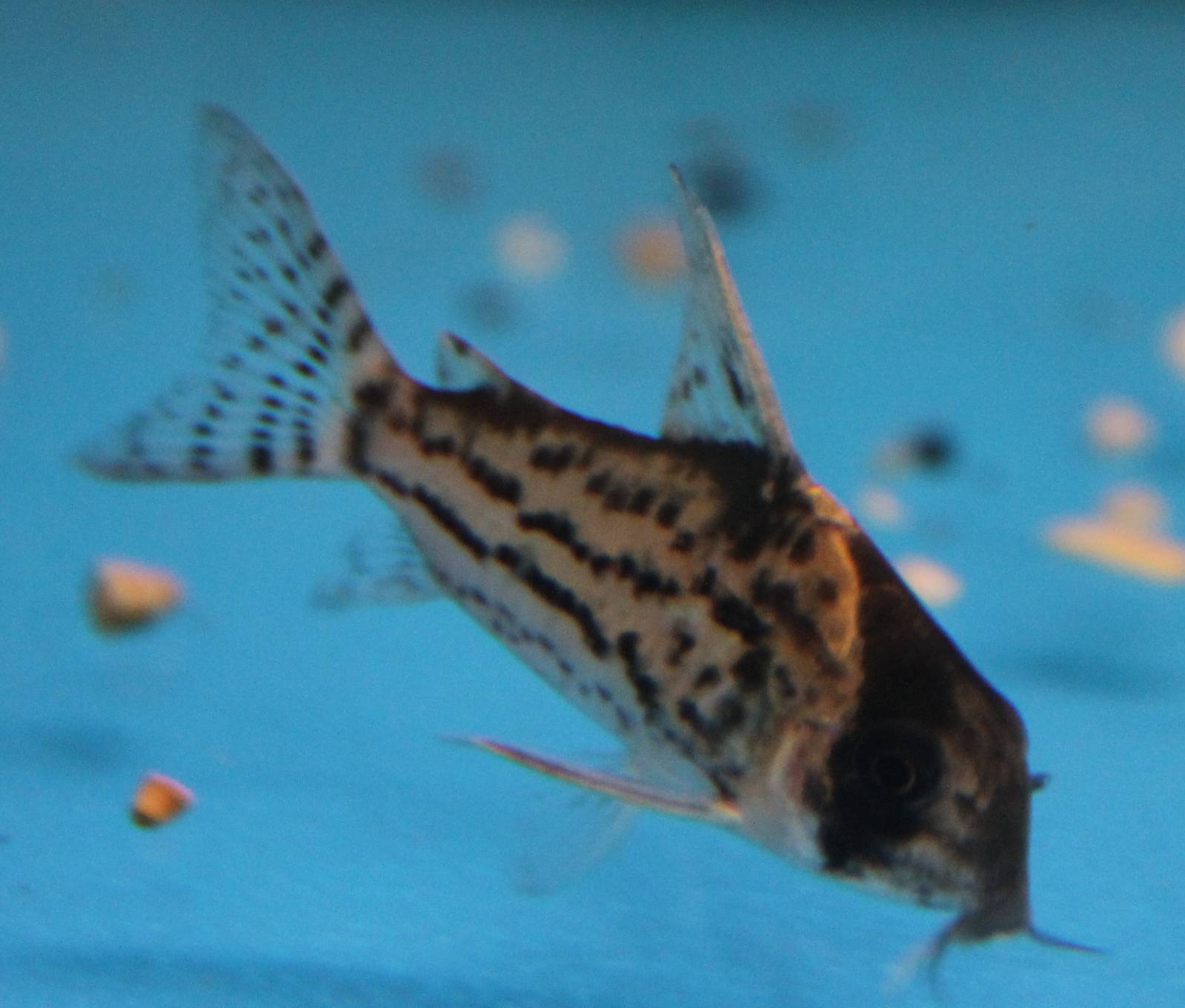 Corydoras schwartzi