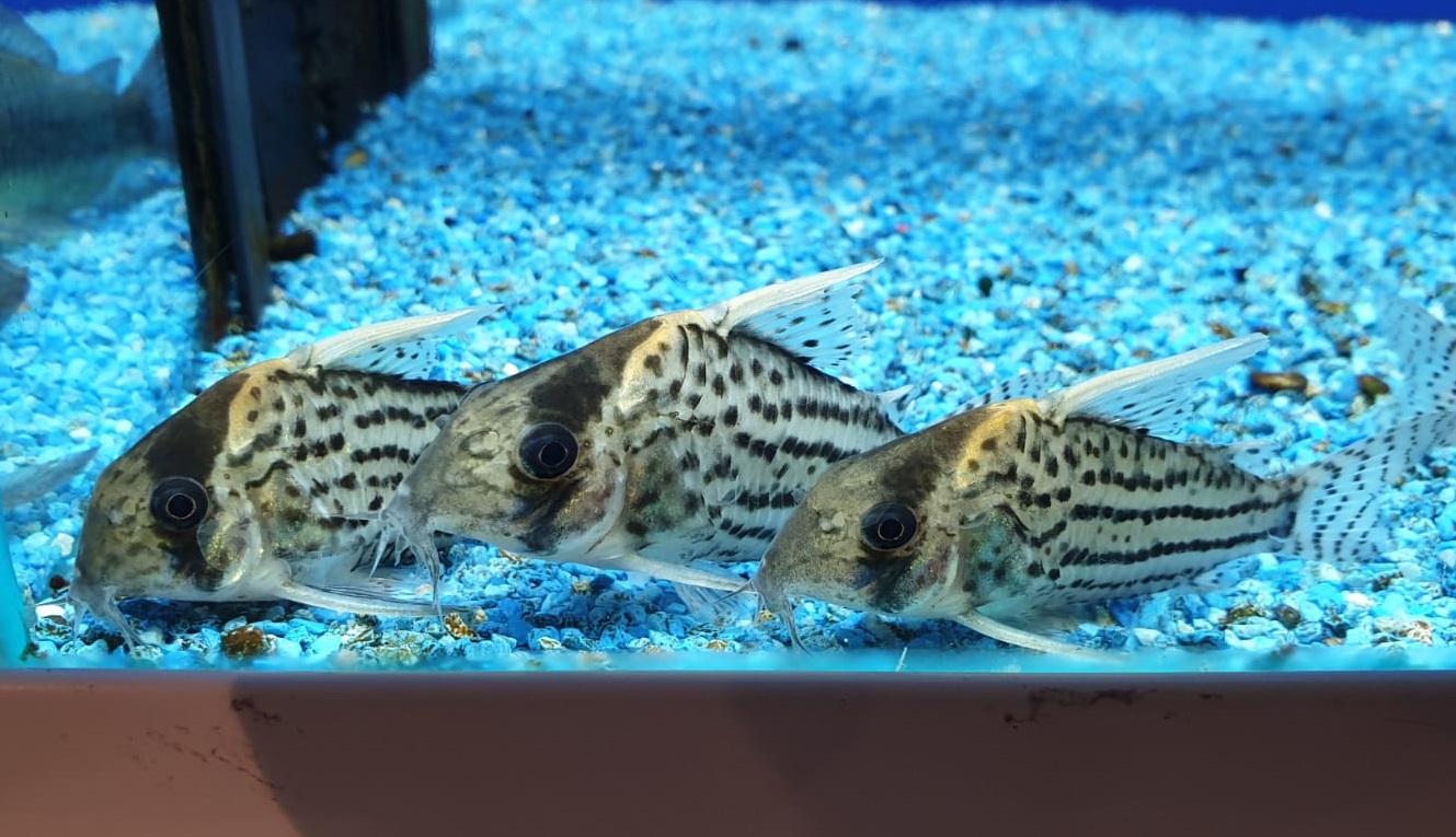 Corydoras schwartzi