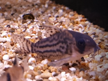 Corydoras schwartzi