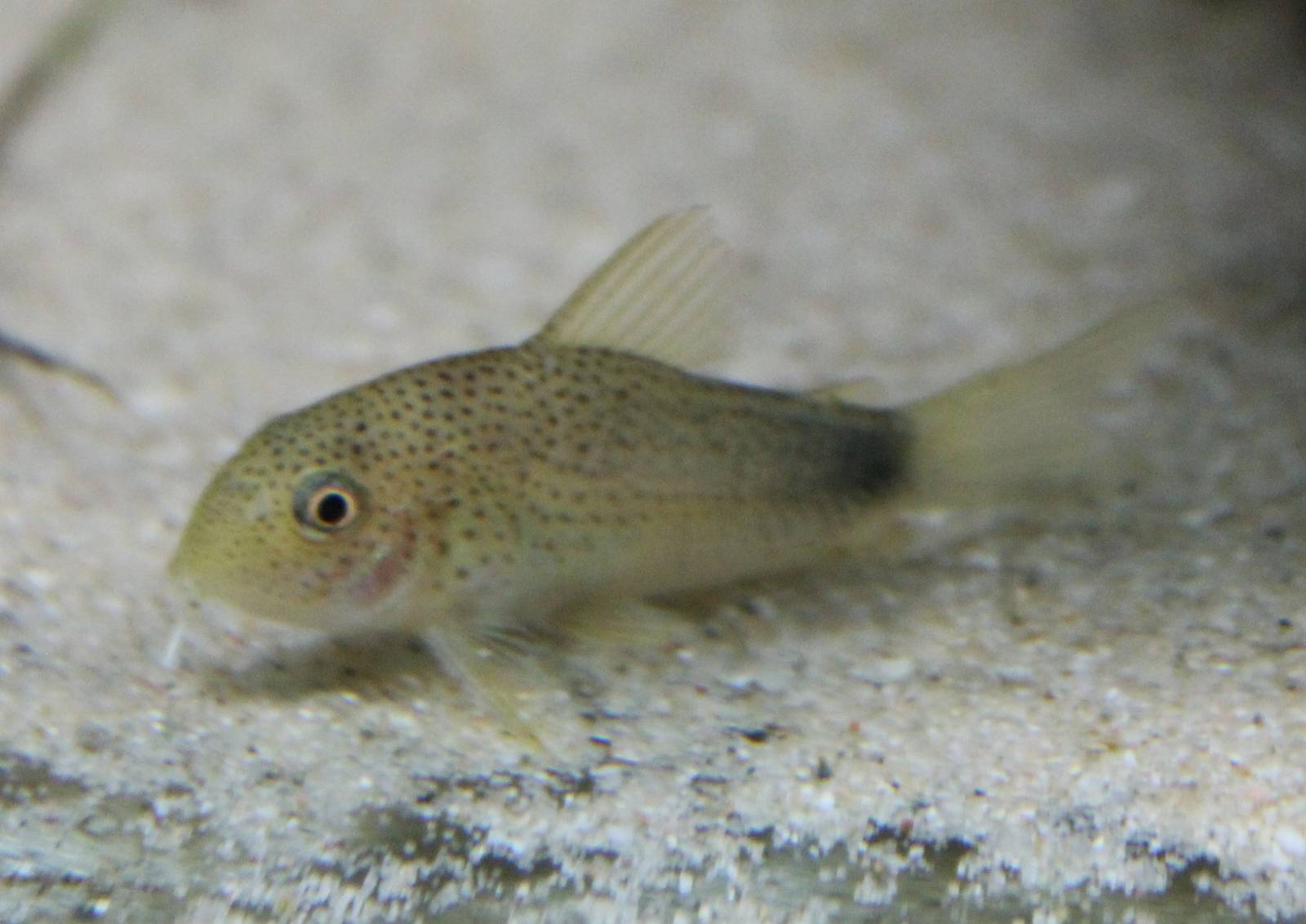 Corydoras similis