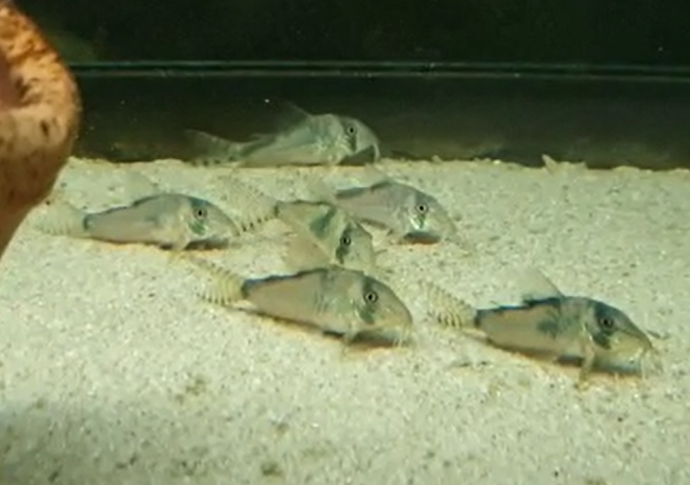 Corydoras simulatus